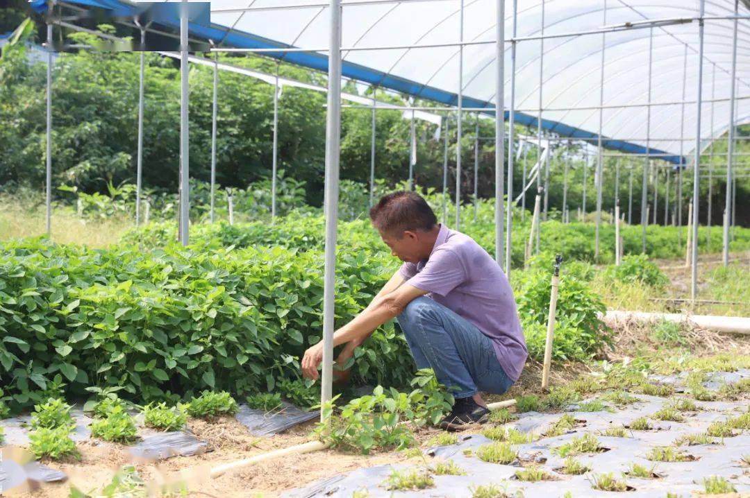 野菜中的贵族 | 血通菜,让你感受南山镇农产品原生态美食的鲜味!