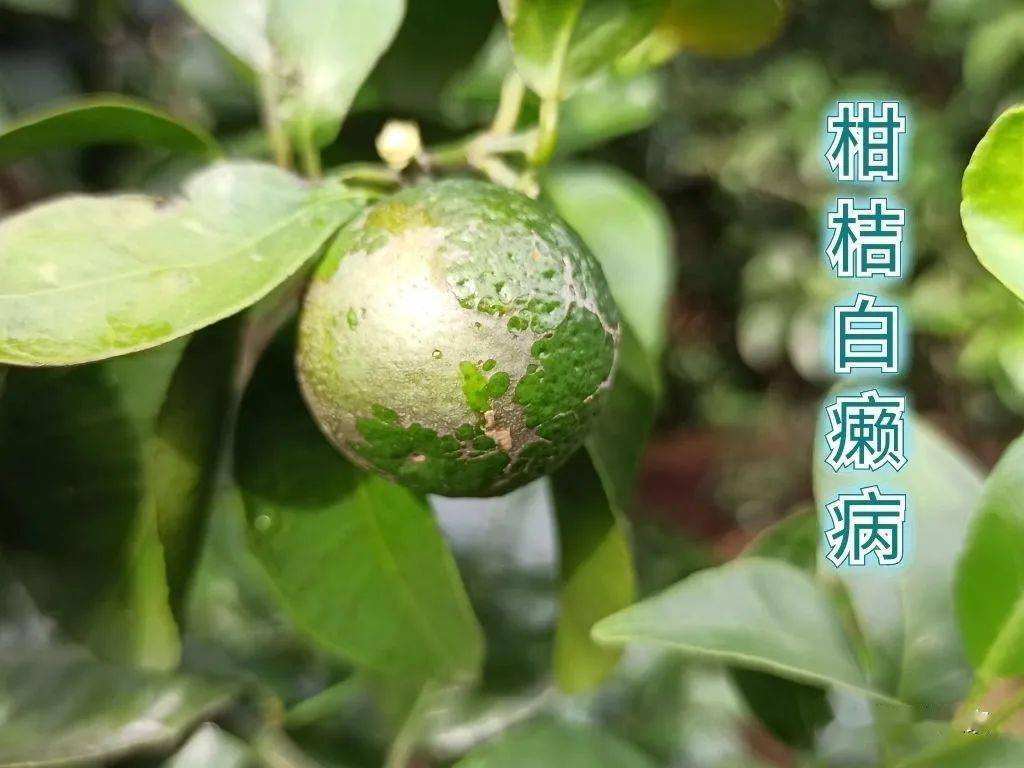 柑桔得了白癞病再不预防只能低价出售