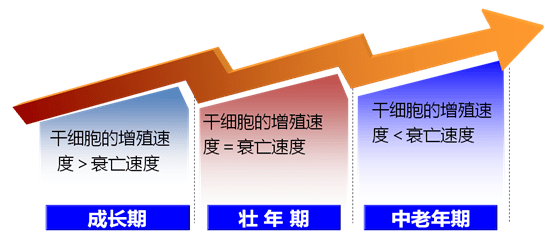 科普干细胞为什么能够抗衰老