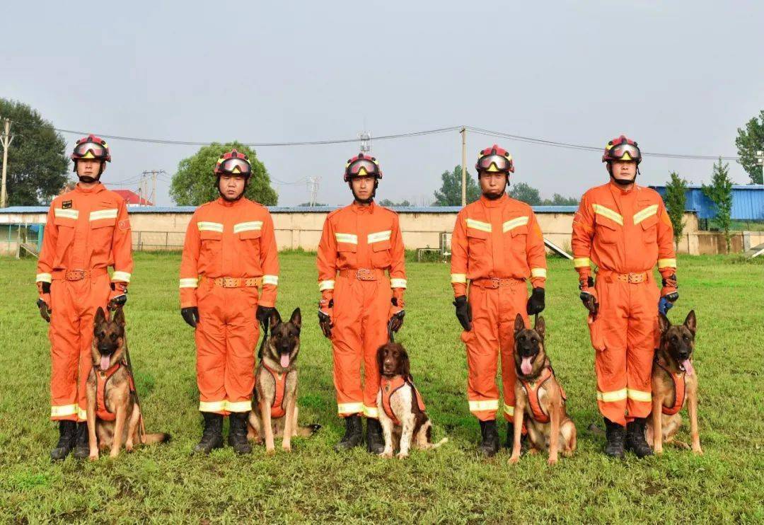 全国搜救犬大比武 沈阳消防神犬出征