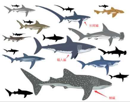 鲸鲨与其它鲨鱼体型对比示意图