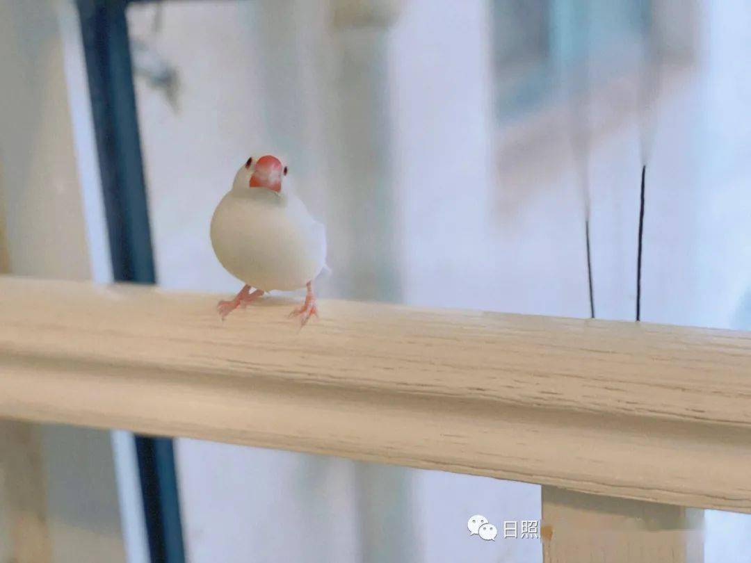 【文鸟 提供者:冬雪