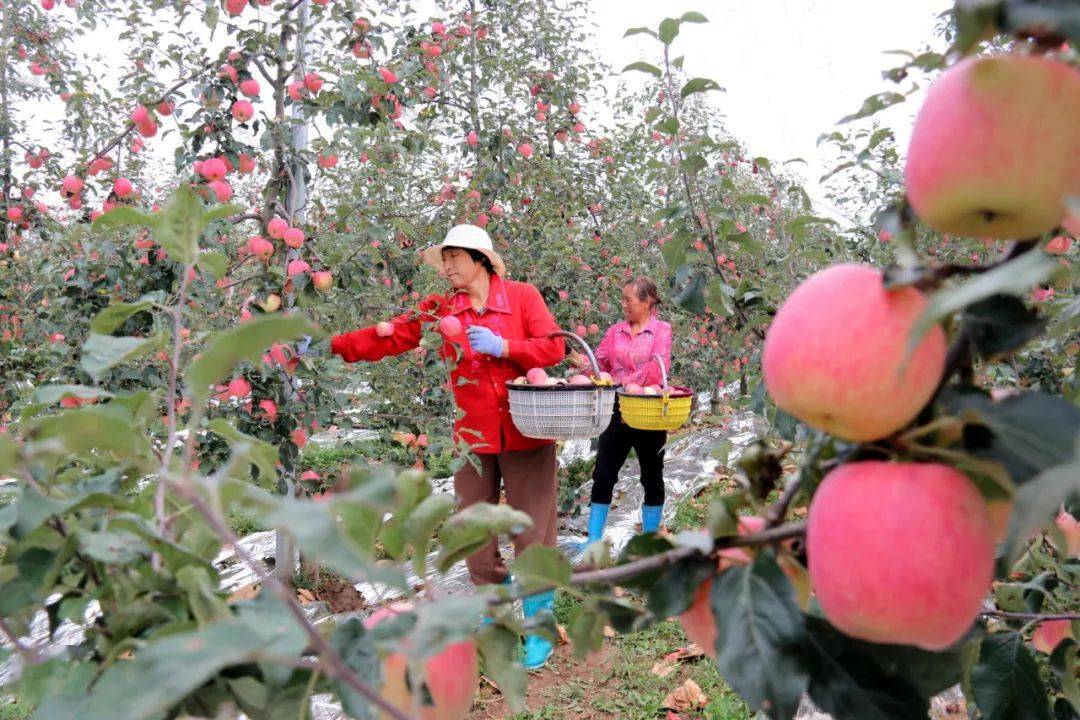 原文8月18日,在甘肃庆阳市西峰区什社乡三姓林果专业合作社的标准化