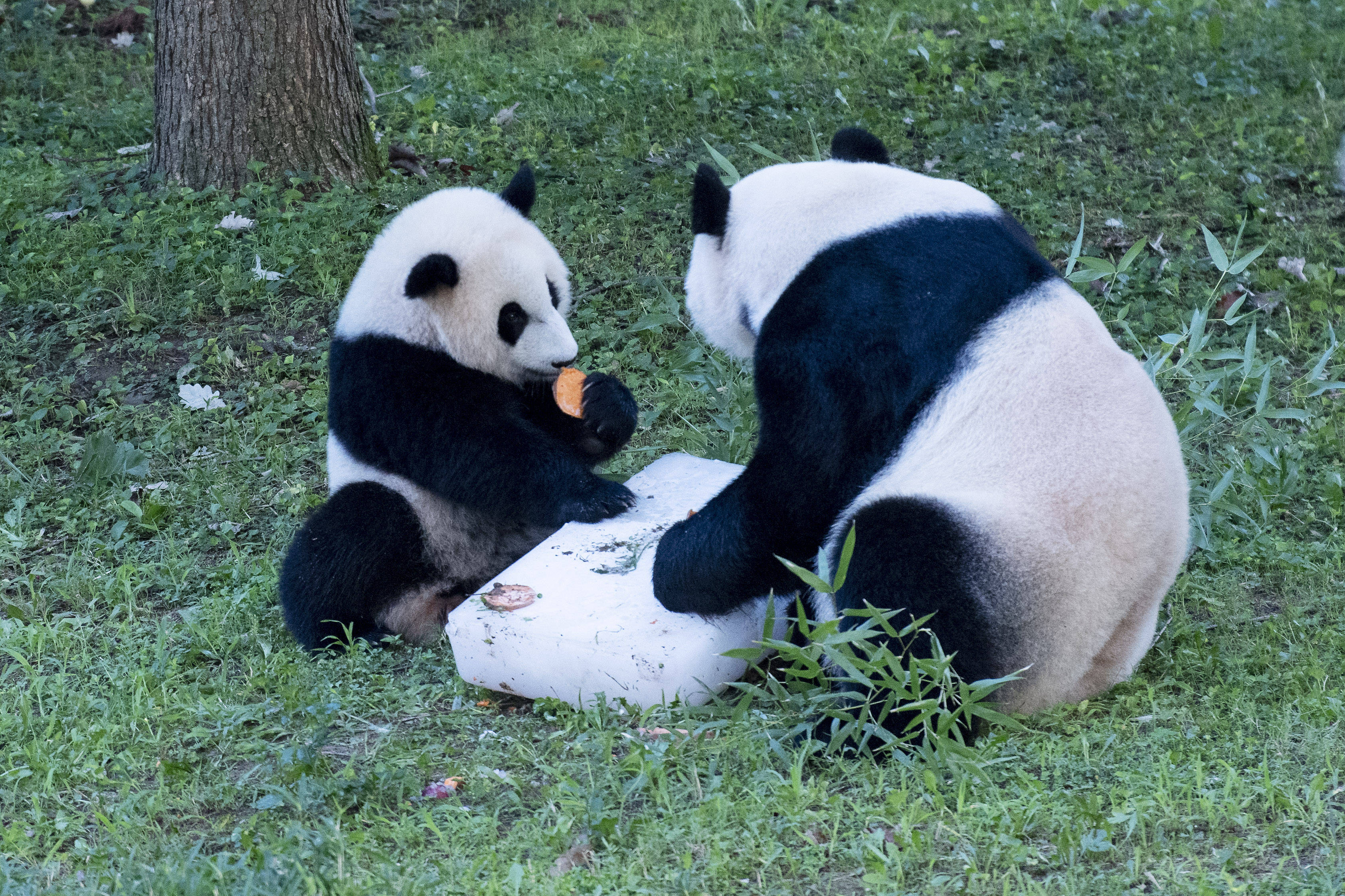 旅美大熊猫"小奇迹"迎来首个生日