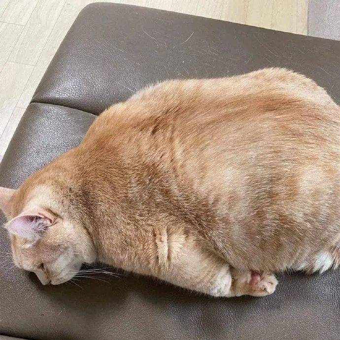 散步后累趴的胖猫,像不像运动后的你