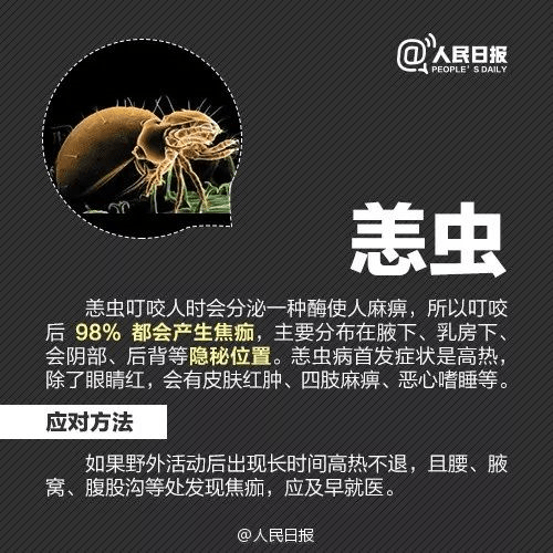 恙螨喜欢寄生在老鼠身上,应采取措施灭鼠,还要保持家居环境干净整洁