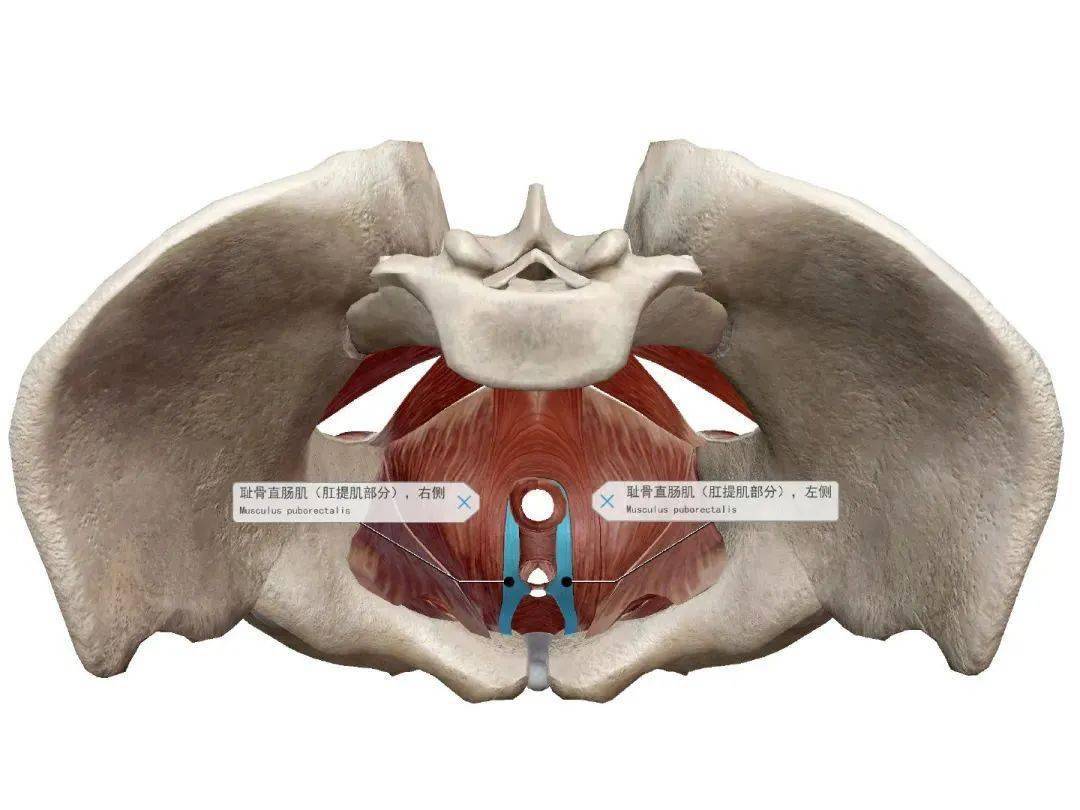 不可忽视的盆底疾病