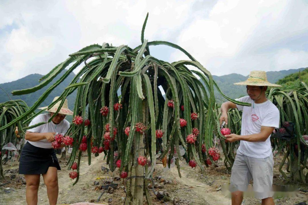 在这里,他学到了火龙果种植和管理技术,还和来自家乡防城港的朱小玲