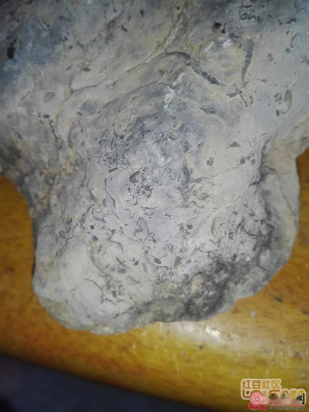 在北流市世界级化石群发现的最新远古海洋生物化石,还