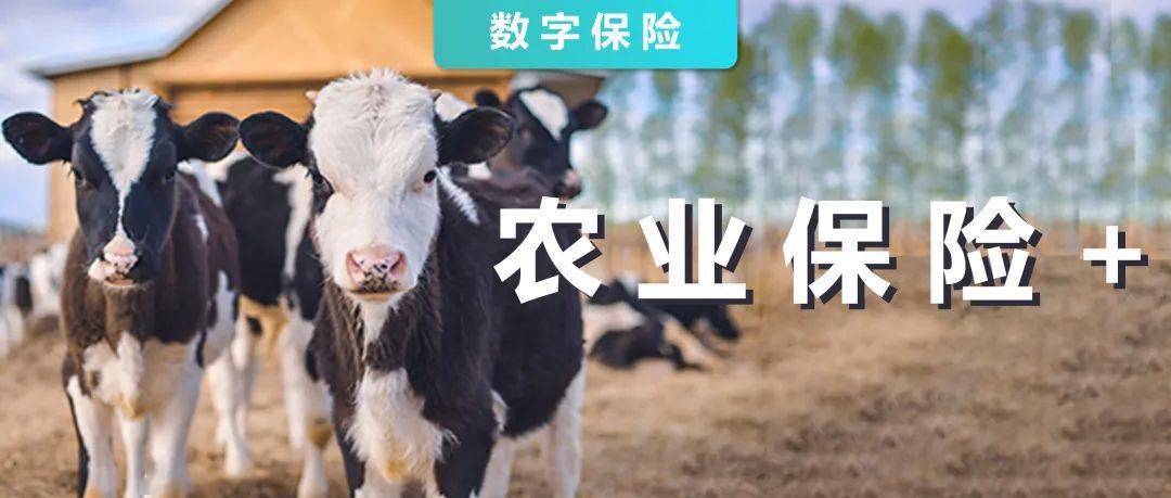 数字保险农业保险加什么来促发展