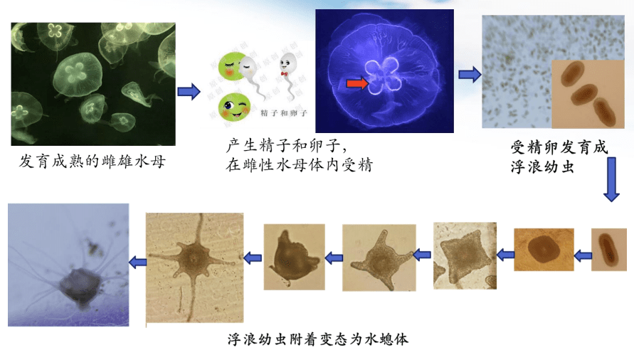 原来水母小时候长这样