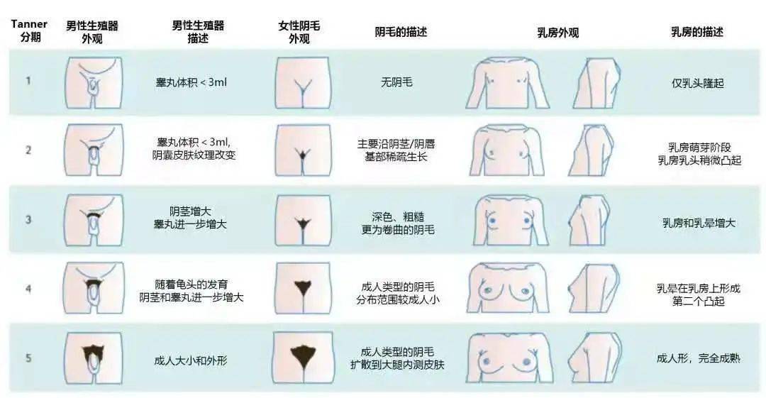 女孩进入青春期后,性发育是有规律的,通常为乳房发育→大,小阴唇发育
