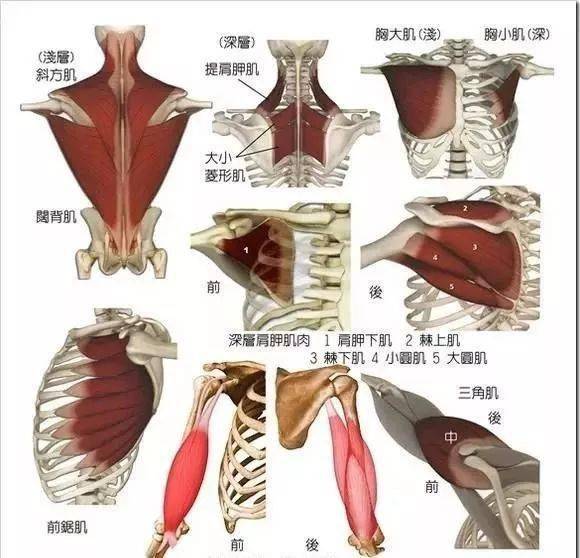 肩关节周围的肌肉很多