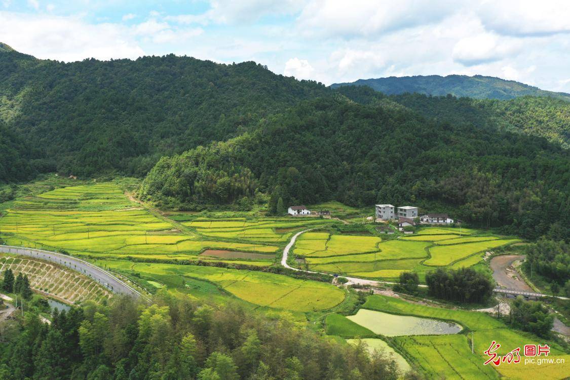 稻花鱼 促振兴_乐安县