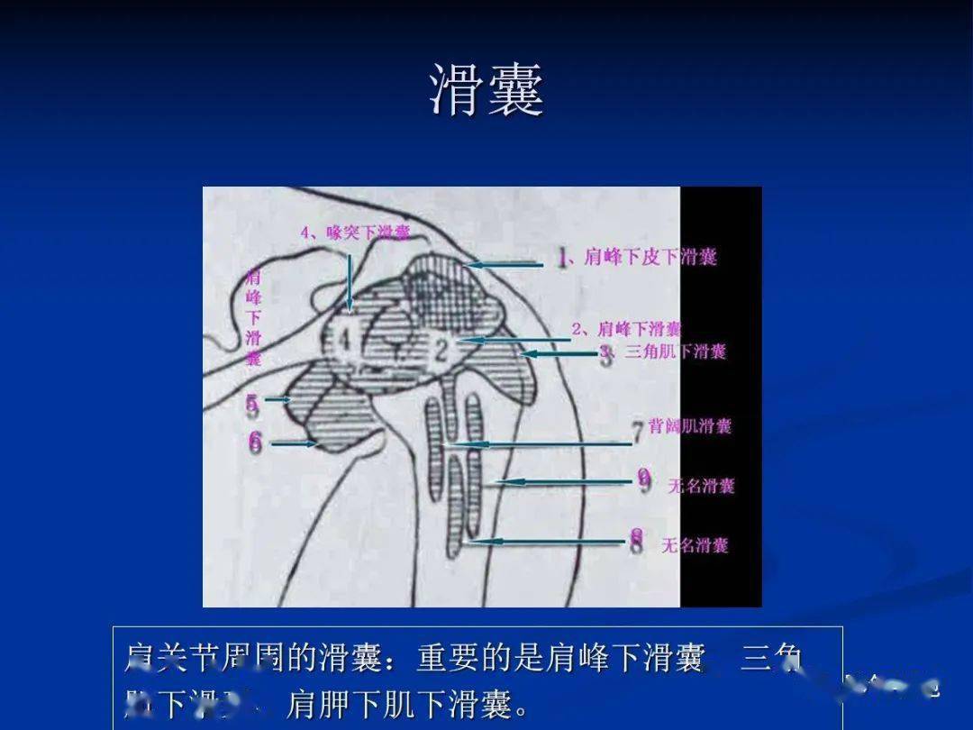 四个滑囊:肩峰下滑囊,三角肌下滑囊,喙突下滑囊,肩胛下滑囊.