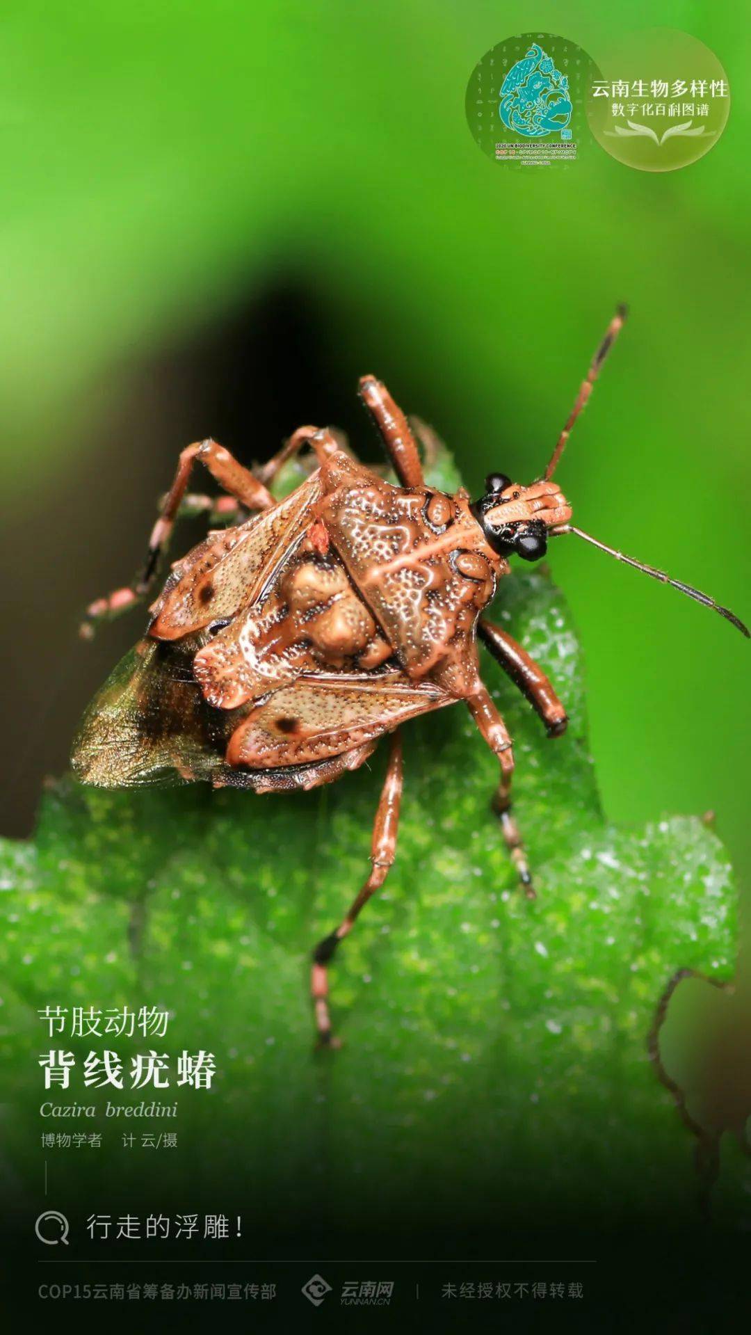 云南生物多样性数字化百科图谱】节肢动物·背线疣蝽:行走的浮雕_昆虫