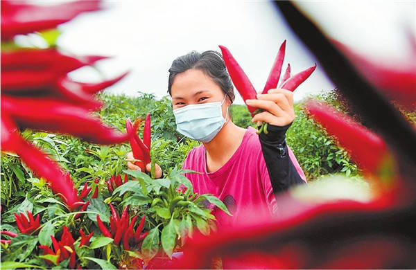 订单辣椒采摘忙