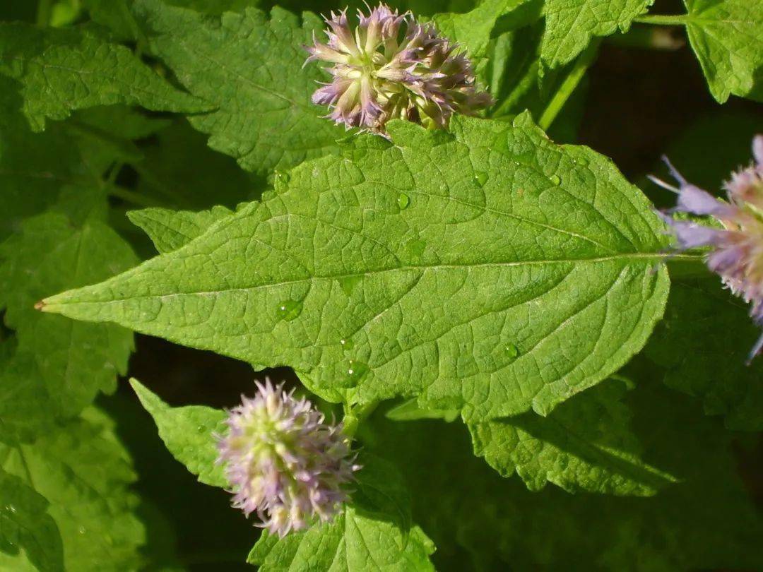 rugosa )属于藿香属,广藿香( pogostemon cablin )属于刺蕊草属