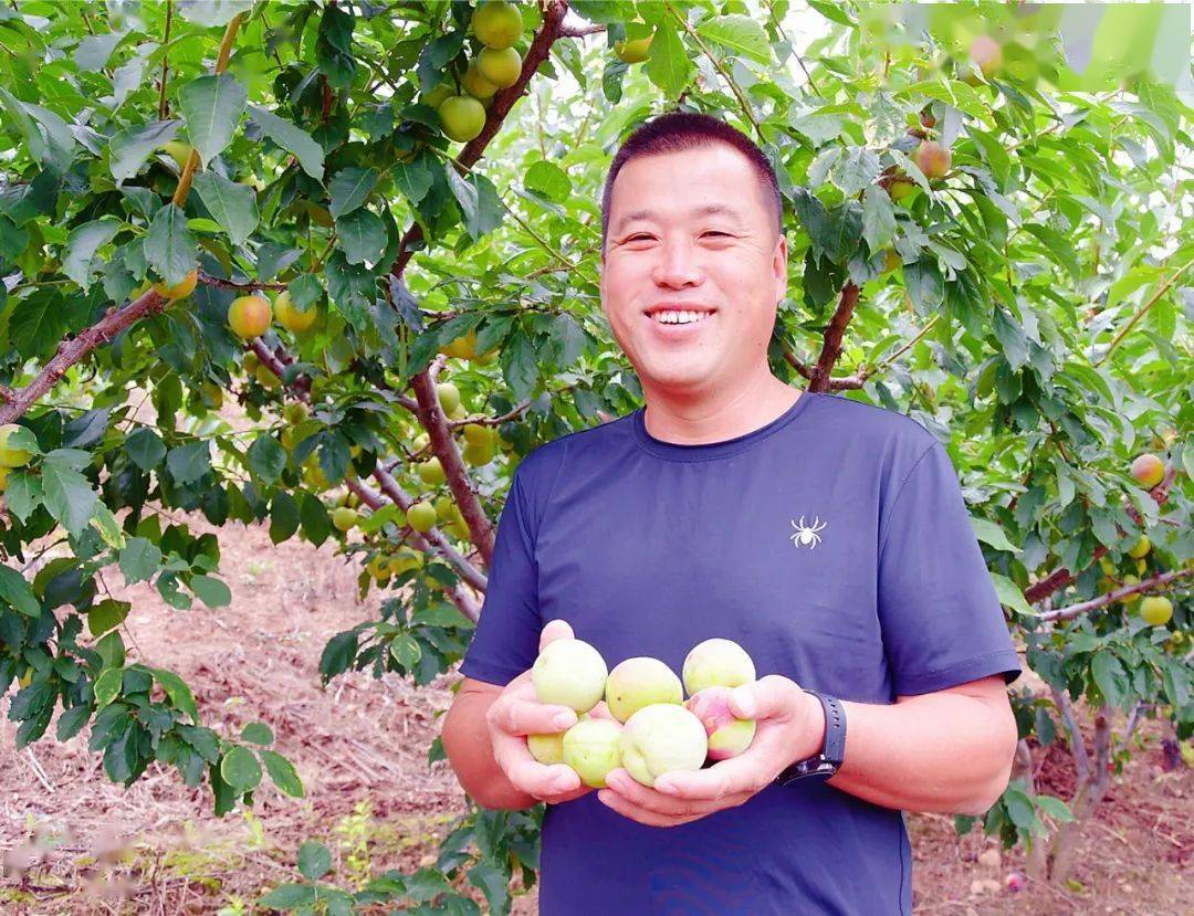 乡村振兴果树种植能手许甲波让果树绿满山坡让桃李销满天下