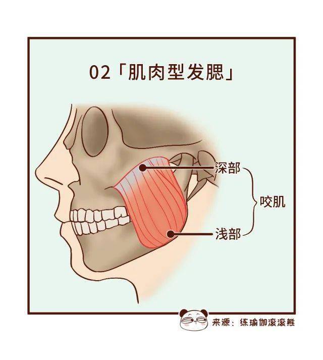 肌肉型发腮主要和咬肌有关系