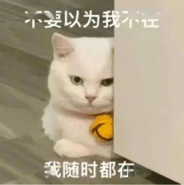 不正经出轨猫猫表情包,超可爱