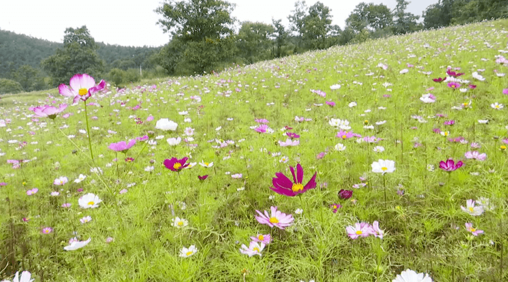 ta竟藏在这里!攀枝花这片格桑花海惹人醉