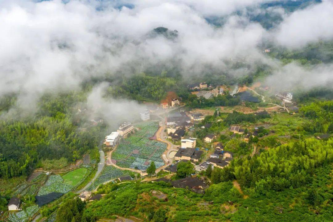 闽侯汶合村乡村振兴花为媒