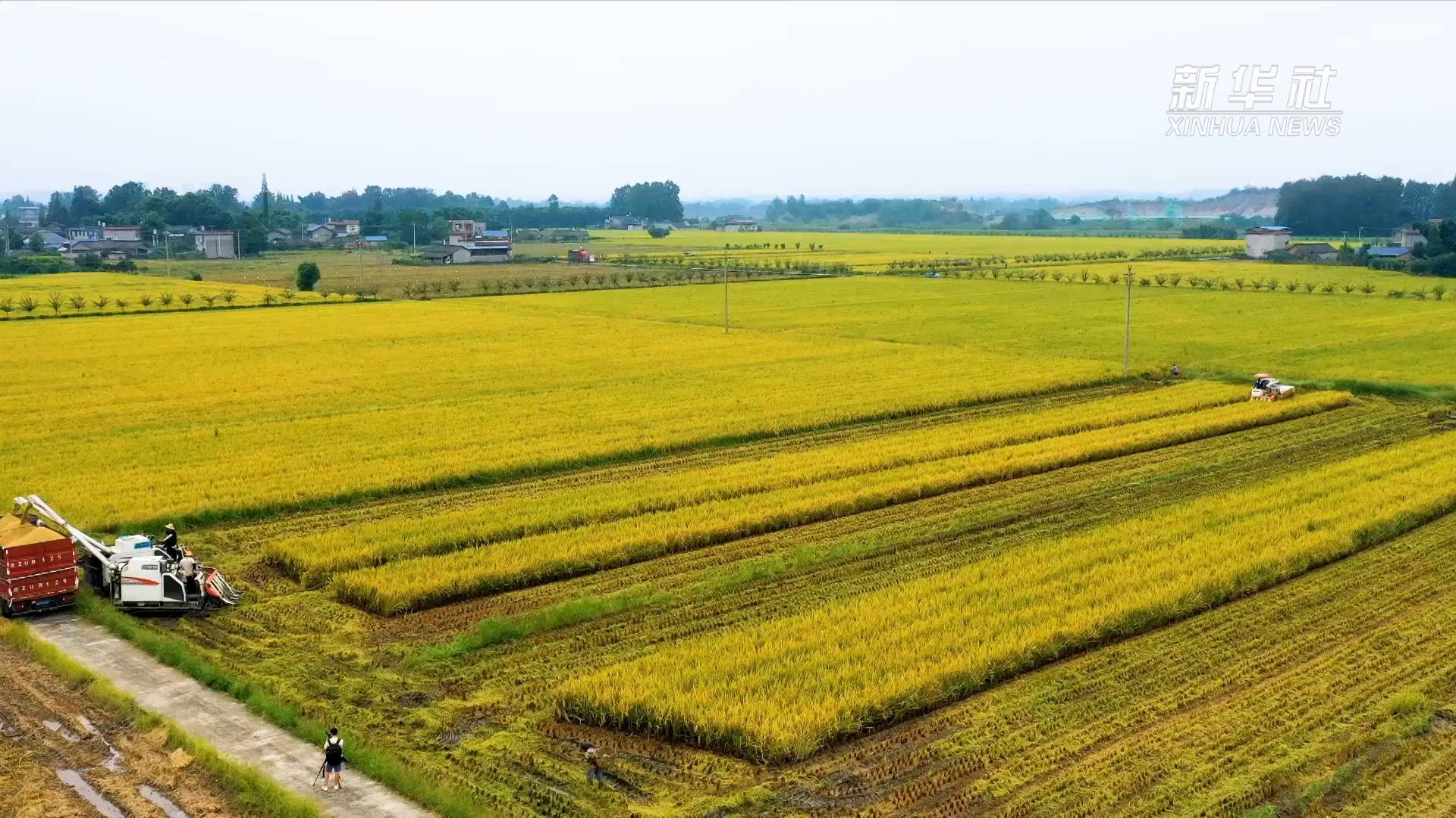 眼下,四川进入水稻收割时节,眉山市149万多亩水稻喜获丰收.