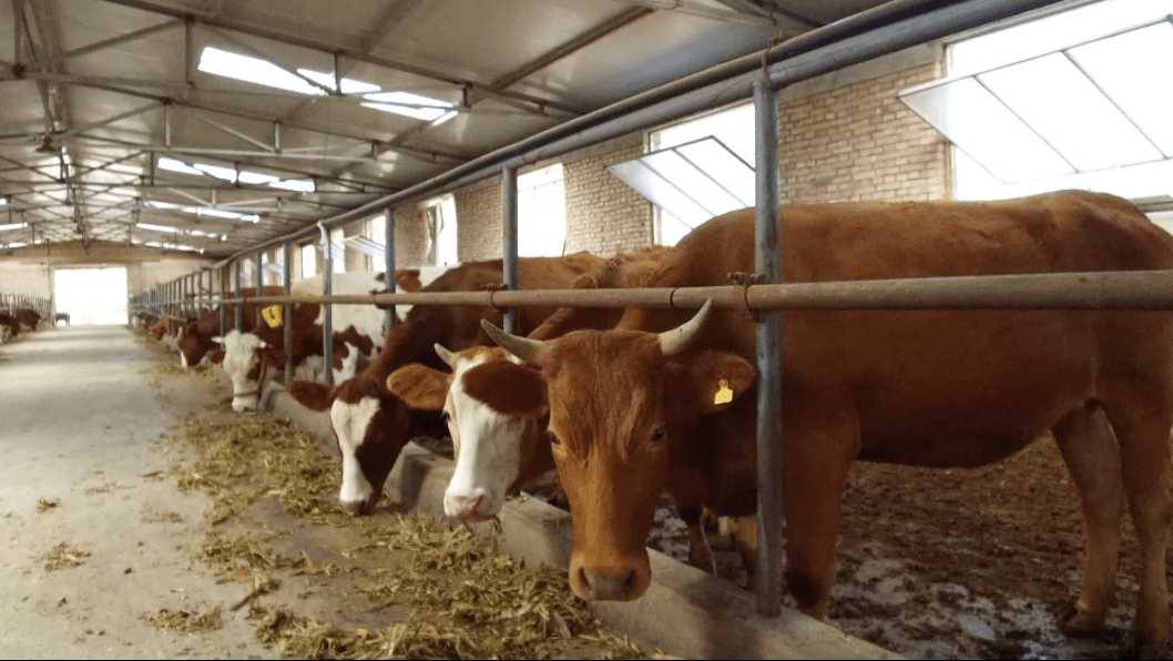 【半年重点工作巡礼】河西镇:倾力打造万头红牛养殖区 群众依靠牛产业