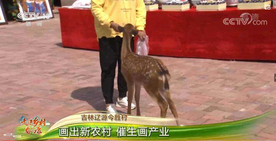 胜村|走进乡村看小康 | 吉林辽源今胜村：画出新农村 催生画产业