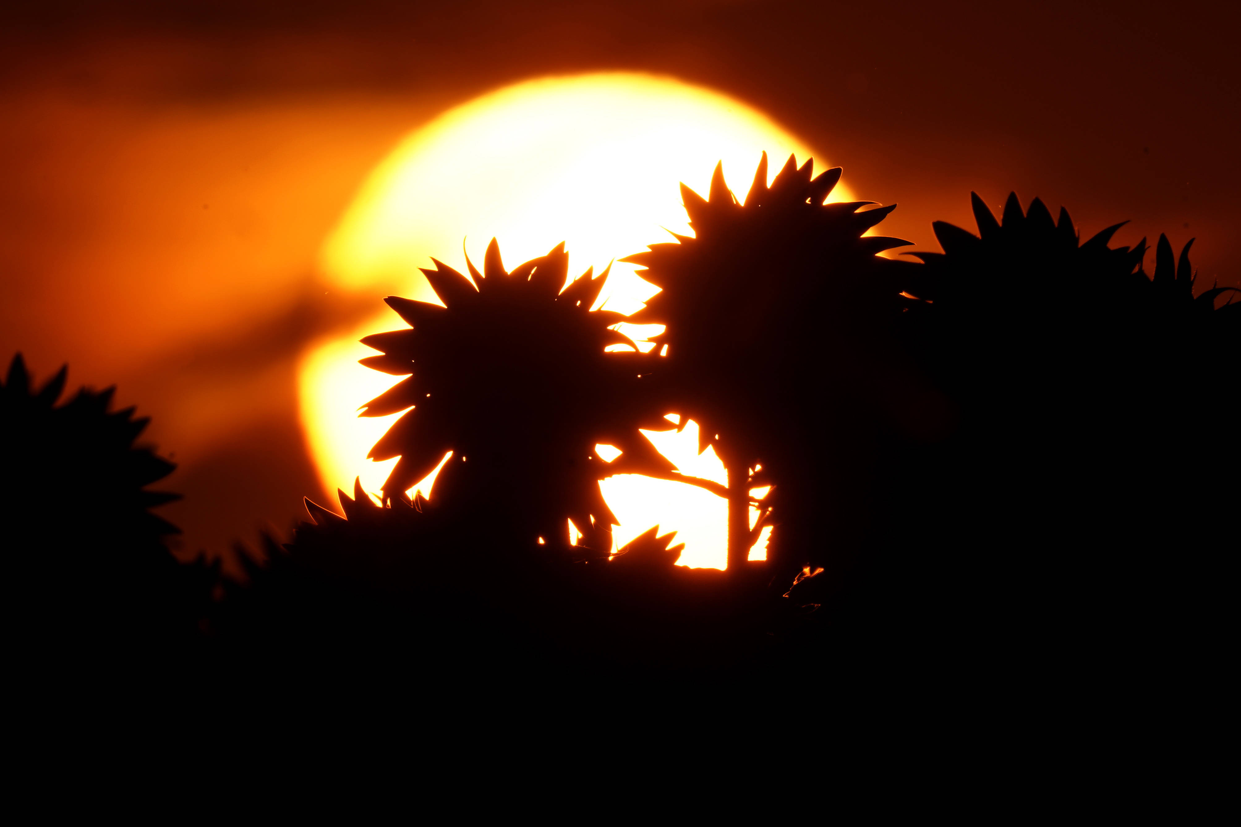 这是9月6日在美国堪萨斯州劳伦斯附近拍摄的夕阳下的向日葵花田.