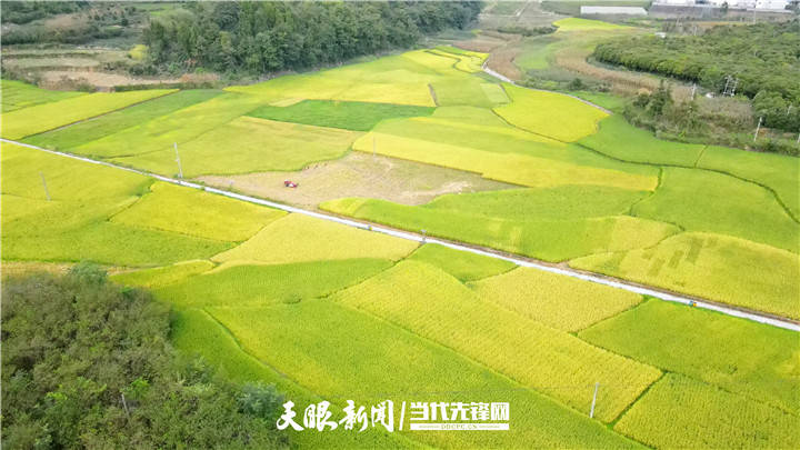 近几天,凤冈县何坝街道水河村百亩水稻种植大户唐龙辉忙得不分昼夜