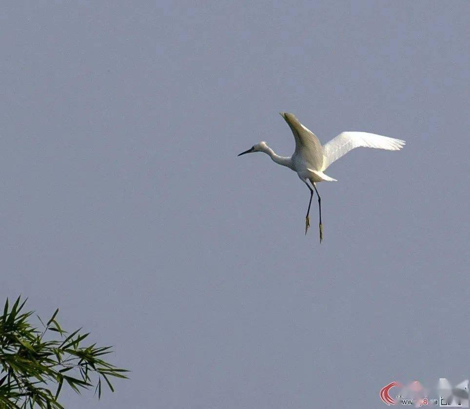 白鹤现身宾阳湿地公园!亲!赶紧去看看