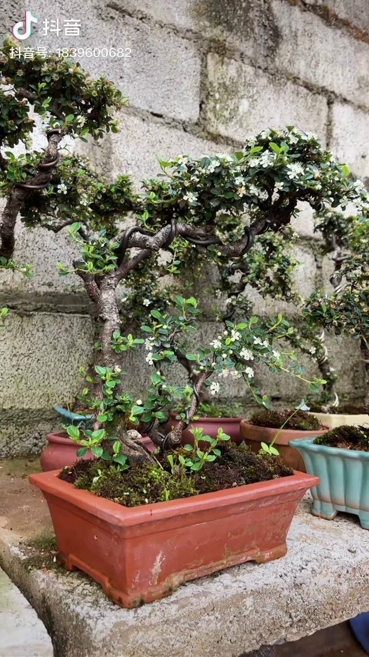 白花荀子