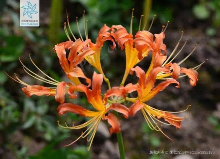 电影里那株彼岸花是你记忆的那棵曼珠沙华吗丨花花万物