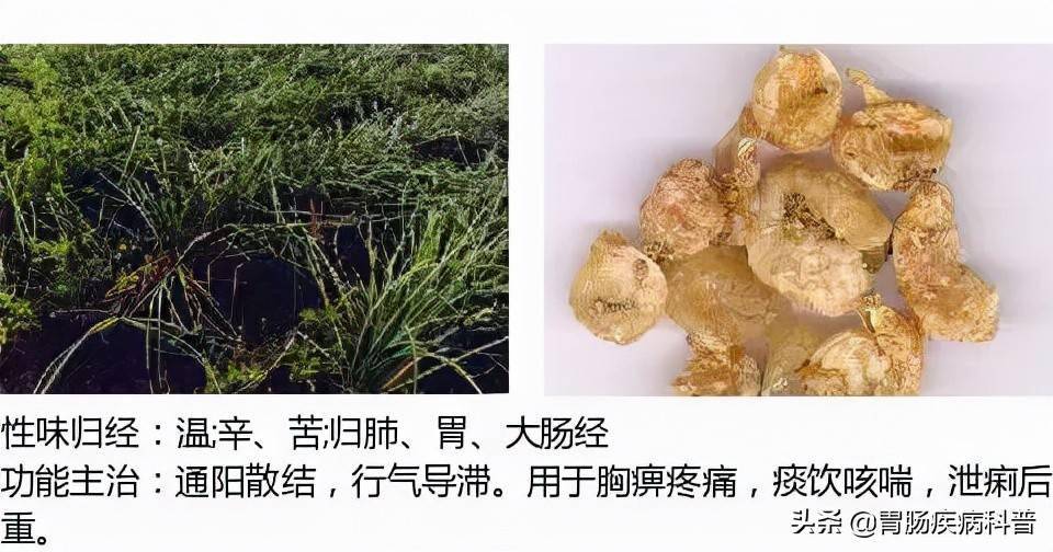 全网最全的中草药图谱图片性味归经主治功效还不收藏