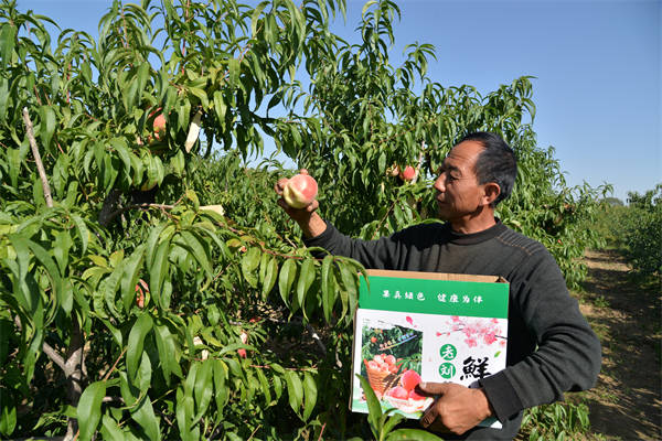 月饼|榆林市靖边县镇靖镇：特色产业铺就小康路