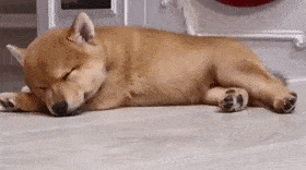 狗子睡觉的时候,只是想翻个身,但下一秒却悲剧了!