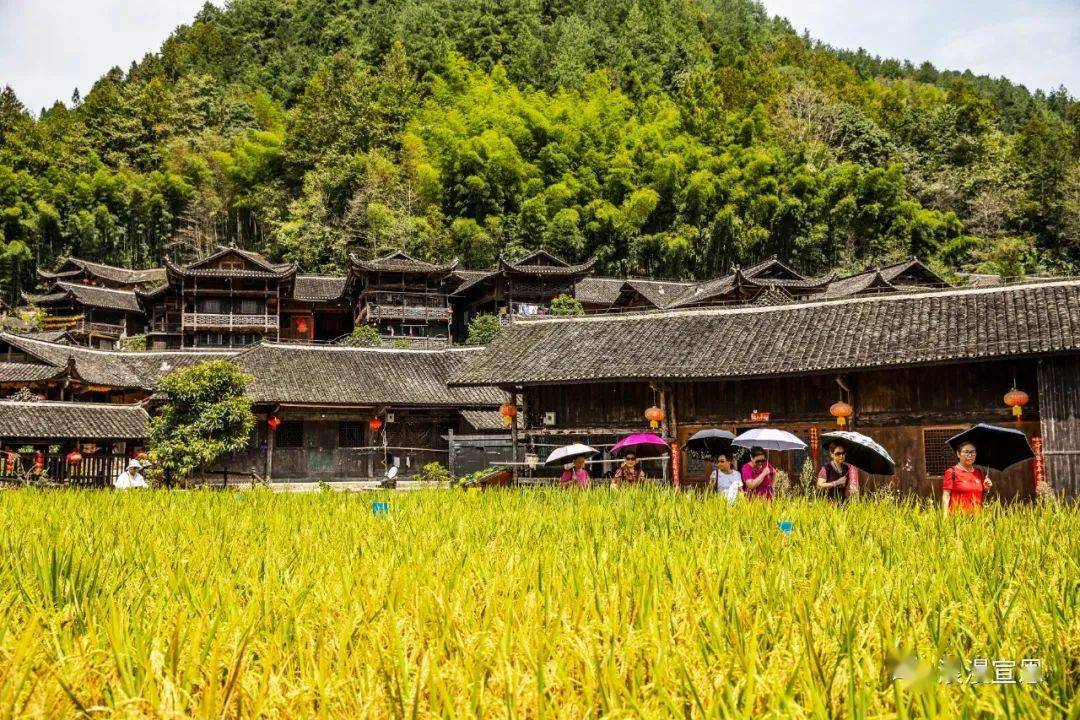 稻谷飘香踏秋赏景宣恩彭家寨秋收喜悦入画来