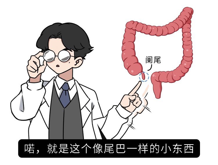 外形像蚯蚓(又称引突)是一条细管状器官阑尾位于盲肠末端阑尾,到底是