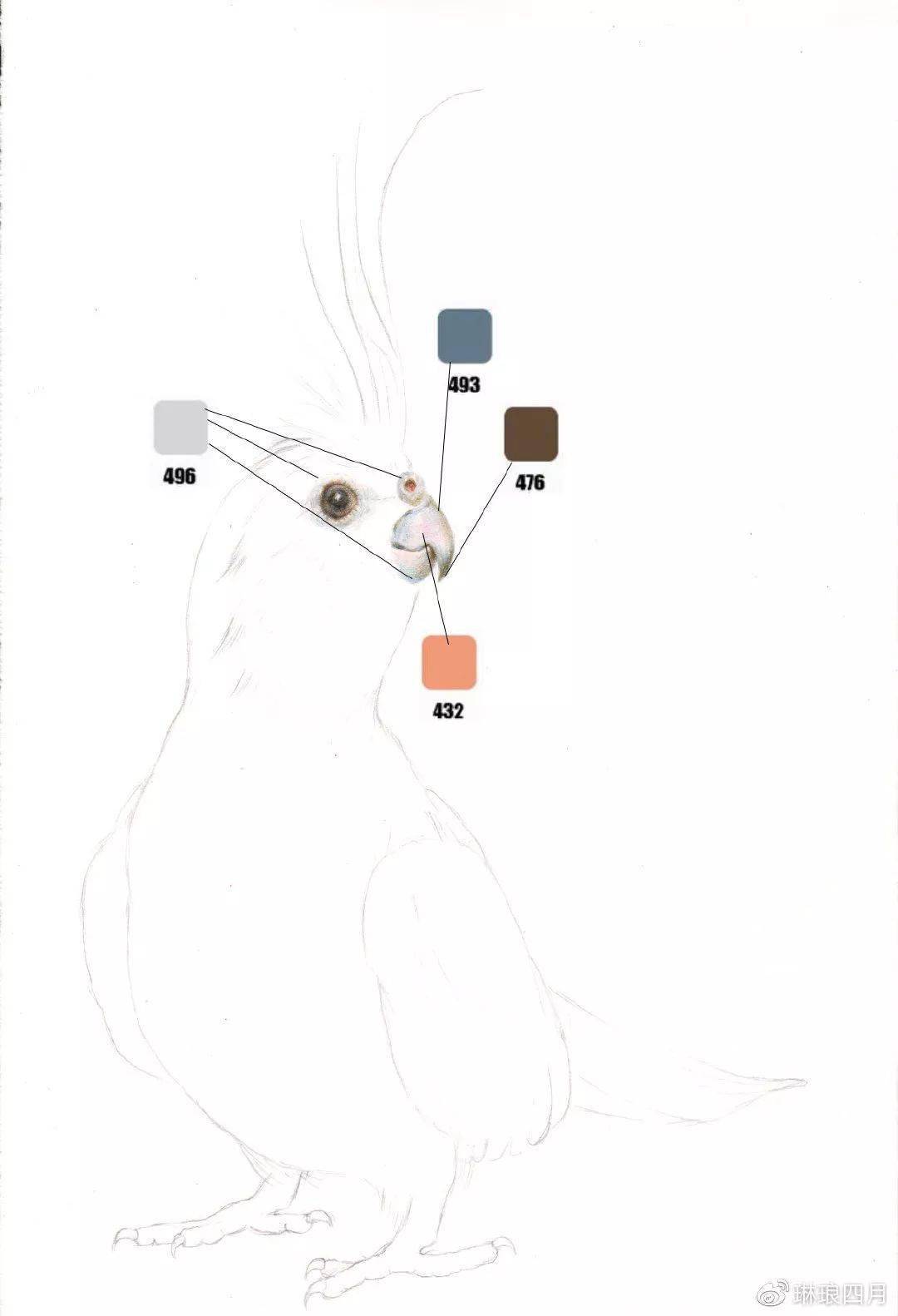 彩铅玄凤鹦鹉画法