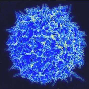 来自健康供体机体免疫系统中的t淋巴细胞(也称为t细胞)的扫描电镜照片