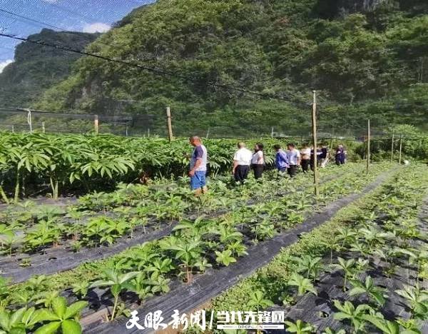 省粮食和储备局赴晴隆县考察魔芋产业