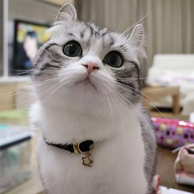 "自从养了猫,就从社交达人变成了宅男宅女……"_komaru