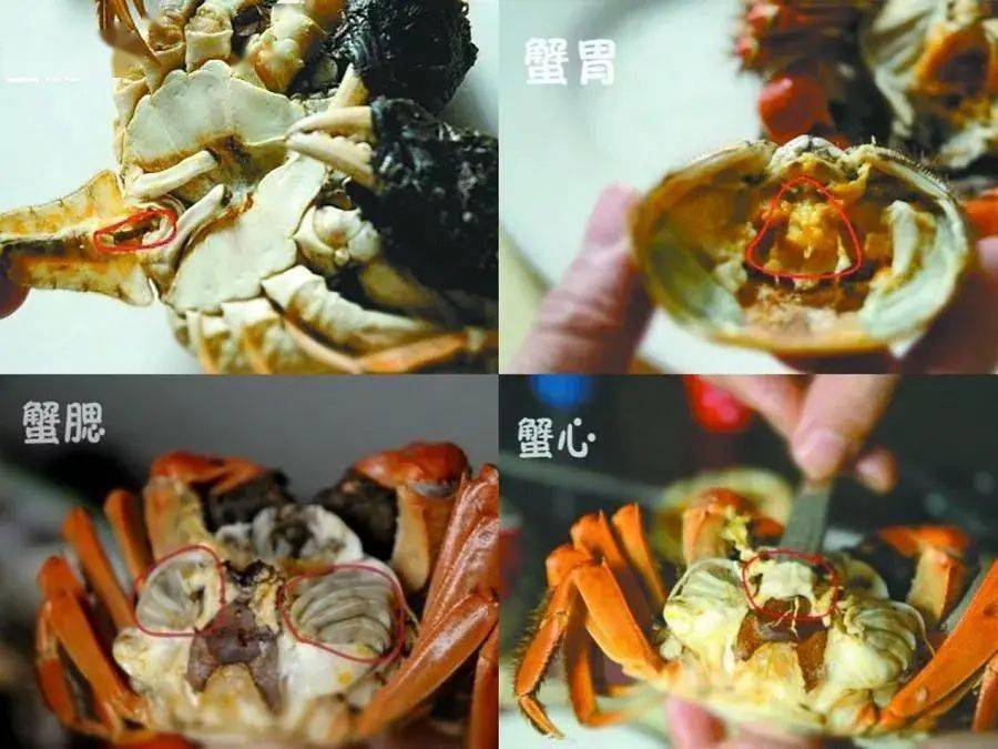 吃螃蟹时必须祛除蟹胃,蟹肠,蟹心,蟹腮,这些部位是螃蟹过滤和代谢废物