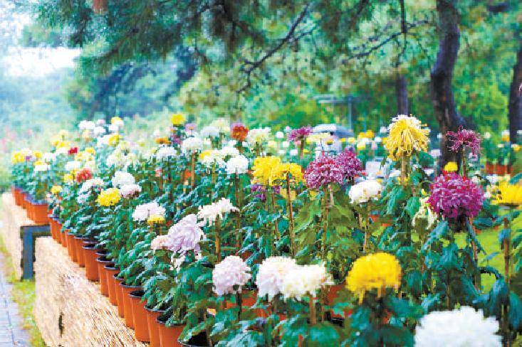 独本菊|植物园第29届市花展开幕