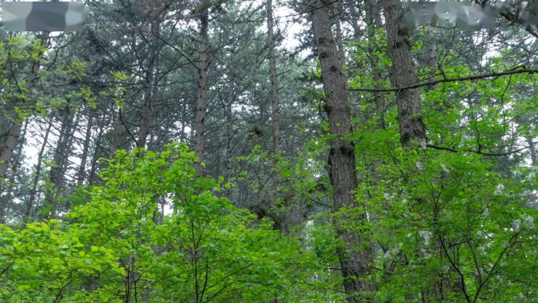 【林讯】全省国有林场工作会议观摩点—灵空山麻池背天然油松林抚育