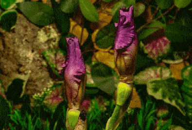 395_269gif 动态图 动图