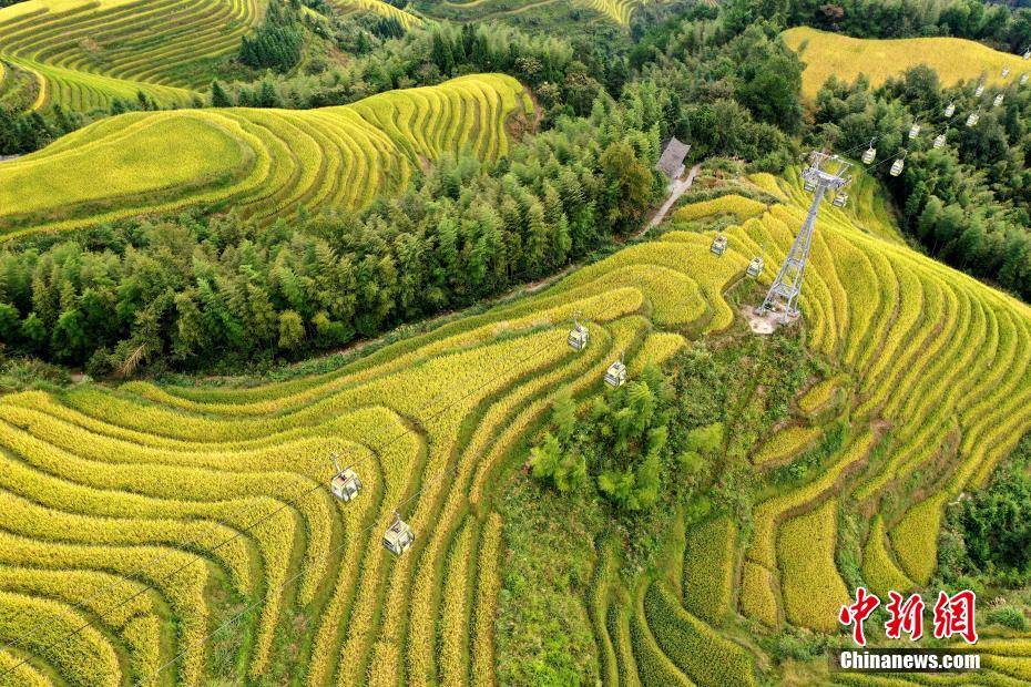 航拍广西龙脊梯田金秋美景 漫山若披"黄金甲"