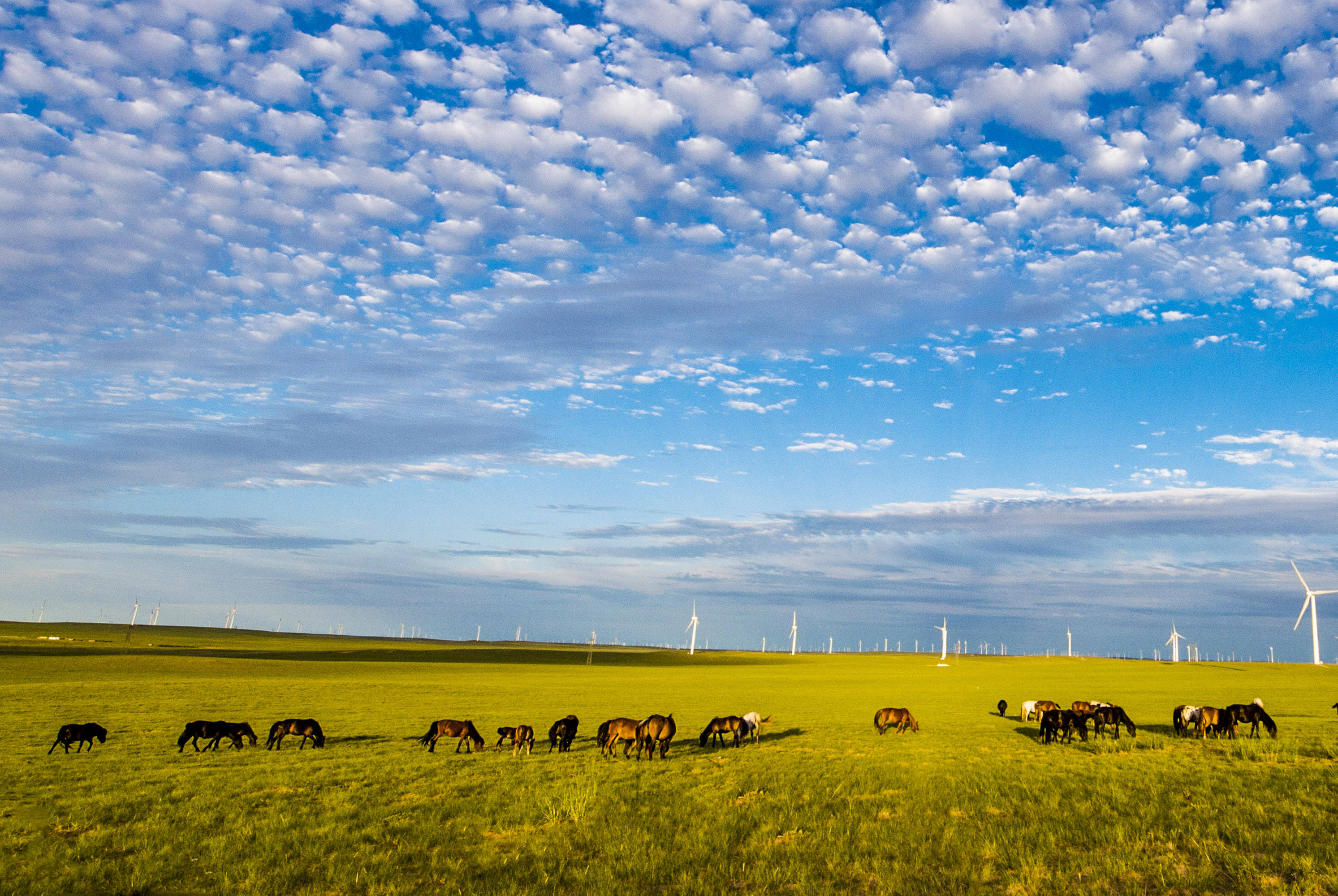 内蒙古立法保护草原生态环境